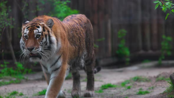 Tiger on a Walk