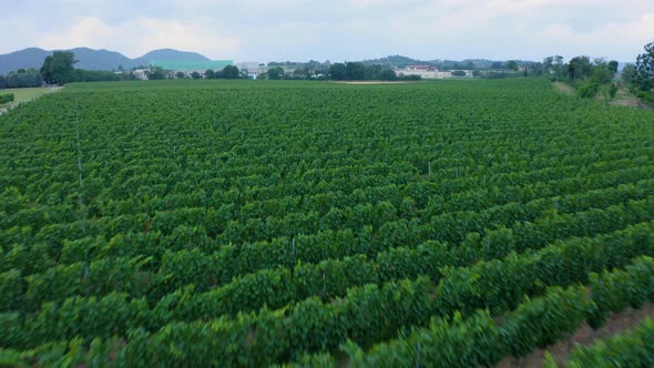 Flying over a french vineyard.