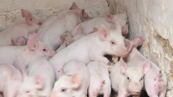 Young Pigs in the Farm Yard