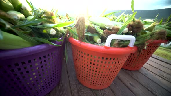 Camera booms up from baskets to reveal freshly picked corn as the sun rises over the mountain.