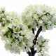 Cherry-tree flowers blooming, Time-lapse with white background - VideoHive Item for Sale