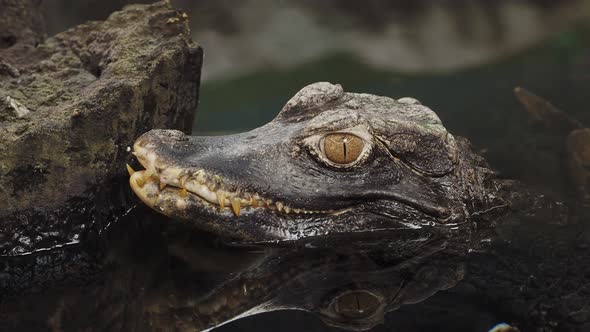 Head of a crocodile (Paleosuchus palpebrosus). Dwarf Caiman.