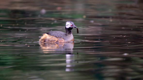 A White-tufted grebe positioning a Chanchito fish on his bill to eat it