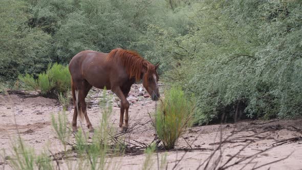 Young brown horse strolls through a mesquite forest and sand.