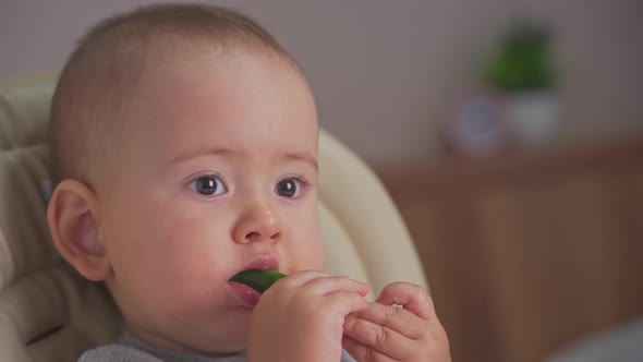 toddler 12-17 months old eats a green cucumber sitting on a feeding chair