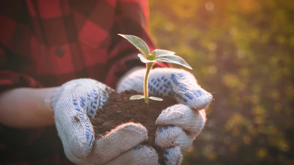 Farmer Hand Holding Leaf of Cultivated Plant