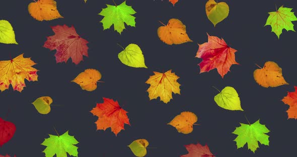 Animated Diagonal Pattern of Rotation of Dry Autumn Leaves with Congratulations on the Background of