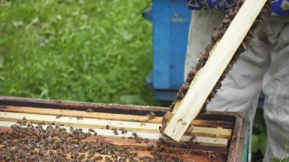 Beekeeper With Bees 4