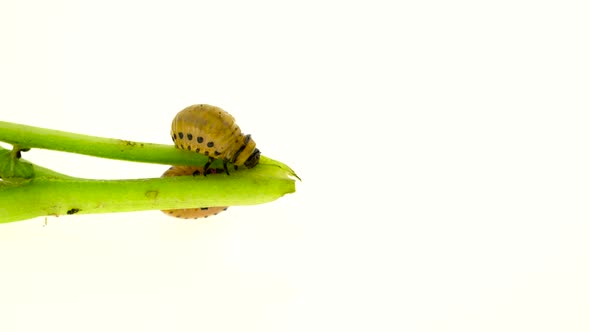 Larvae of a Potato Bug Eat a Bush on White Background