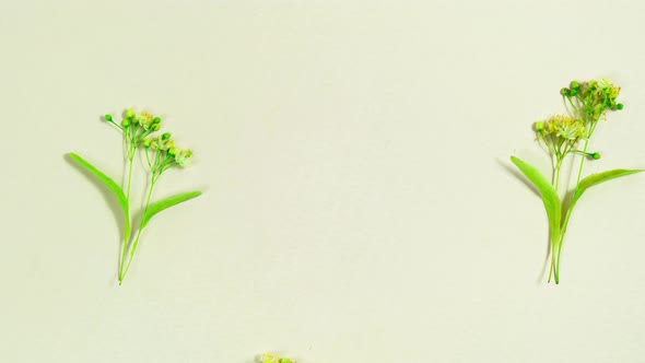 Linden tree flowers descend from top to bottom. Close-up.