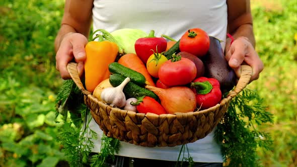 A Man Holds Vegetables in the Hands of the Harvest