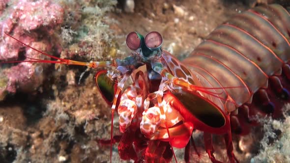 Smashing Mantis shrimp (Odontodactylus scyllarus0ing it's feet, close up shot