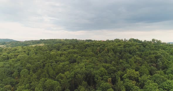 Flying Over the Forest Trees Landscape Panorama
