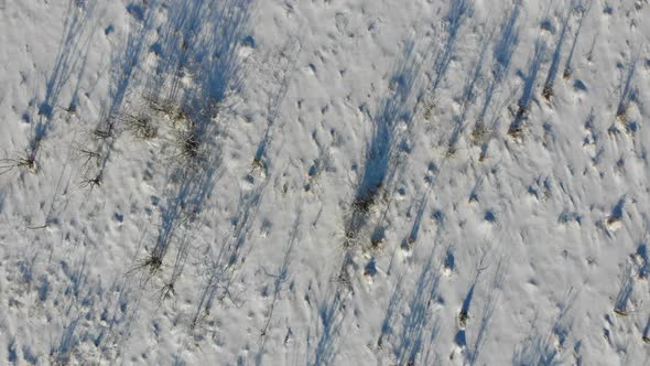 Nature in the middle of the steppe in winter. Overhead, crane shot