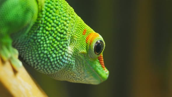 close up of a madagascar giant day gecko