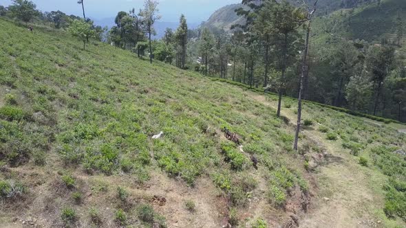 Herd of Goats Graze on Green Hill Covered with Lush Plants