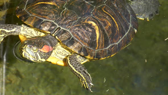 Beautiful sea turtle relaxing on water surface of pond during sunny day in summer.Close up top down.