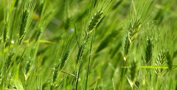 Plants and Wind 3 alt