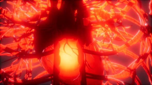 Blood Vessel System and Heart alt