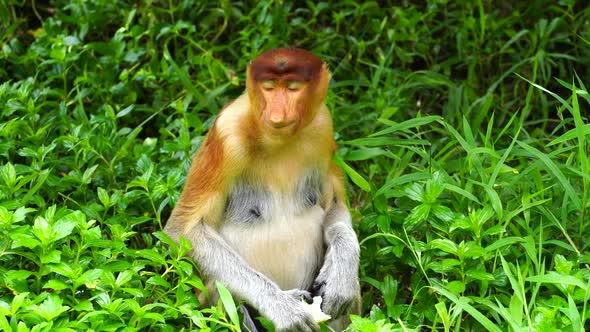 Wild Proboscis monkey or Nasalis larvatus, in rainforest of Borneo, Malaysia