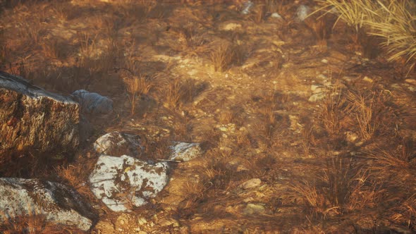 Dry Grass and Rocks Landscape