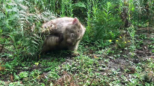 Wild Wombat in the Forest Grazing Grass