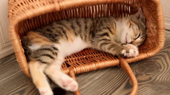 A Little Tabby Kitty Cat Sleep in a Basket and Move His Paws in a Dream