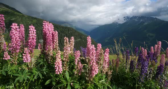 Lupinus x regalis, Tarentaise valley, Savoie, France