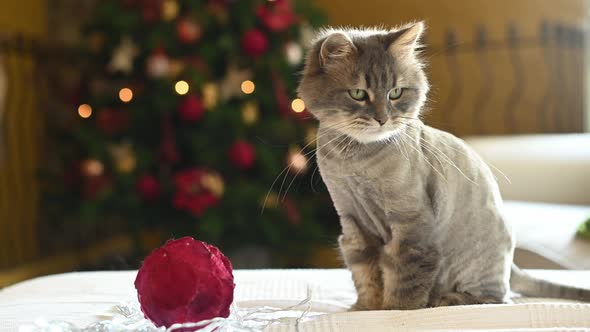 Adorable kitten on soft blanket near a Christmas tree ball