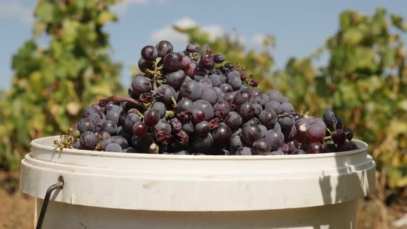 Purple Vitis vinifera harvested fruit close-up 4K 2160p 30fps UltraHD footage - Juicy  common grape 