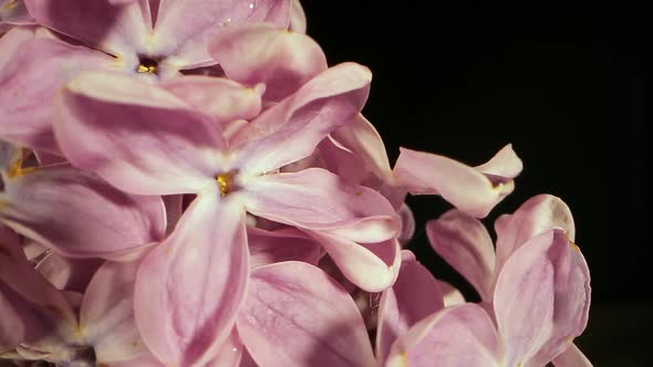 Flowers of Lilac Spring Season Luster of Aromatic Blooming
