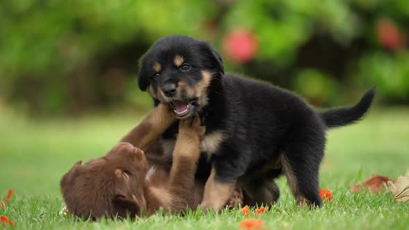 Two cute rottweiler puppies playing in the grass, portrait, slow motion