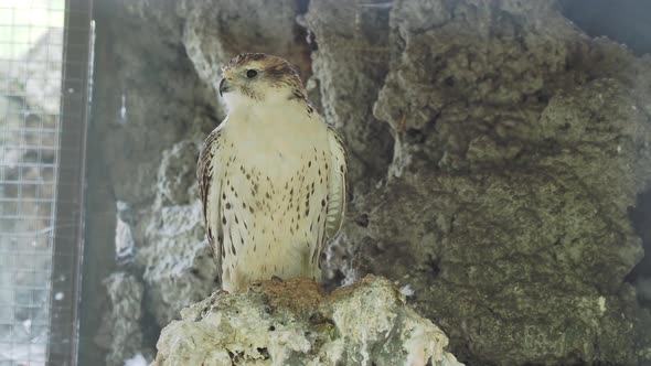 Saker Falcon or Falco Cherrug. Big Bird Is Staring in Camera.