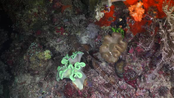 Epaulette Shark swimming over tropical reef. A Papuan Epaulette Shark swimming over a coral reef at