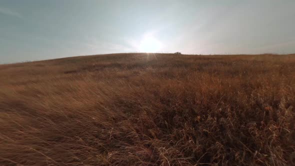 Close Speed Cinematic Motion on Fpv Racing Drone Over Yellow Dry Grass Waving in Wind on Large Wide