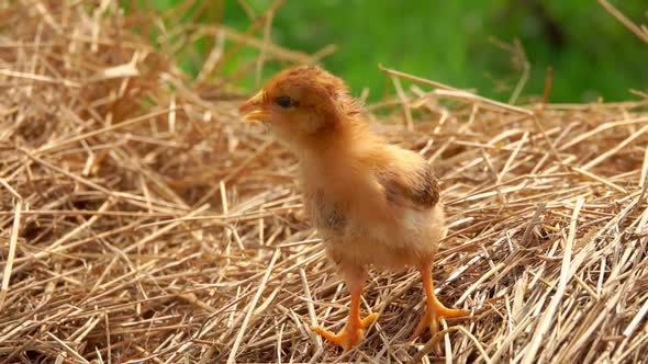 Female Hands Are Taking a Little Ginger Chick From the Straw