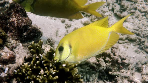 Underwater Video of Snorkeling or Diving on Sea Coral Bluespotted Spinefoot