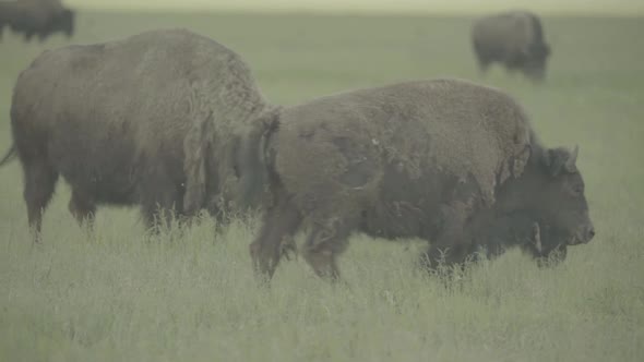 Bison in a Field on Pasture. Slow Motion