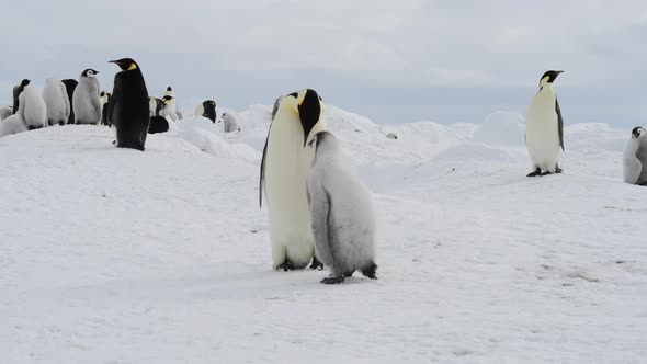 Emperor Penguins with Chicks Close Up in Antarctica