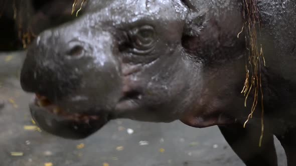 Close up hippopotamus chewing food.