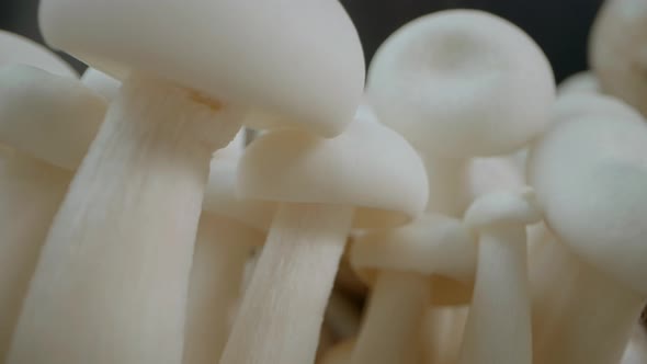 Shimeji mushrooms macro