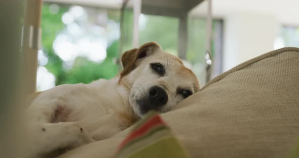 Video of mixed breed dog lying on sofa at home