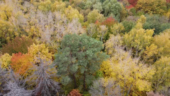 Autumn Nature Forest Landscape