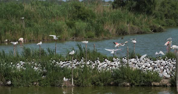 Greater flamingos and  flock of Mediterranean gull (Ichthyaetus melanocephalus)