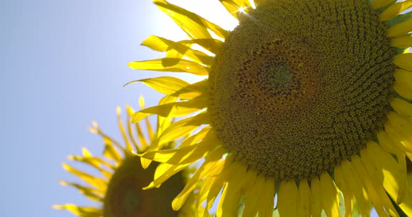 Sun And Sunflowers