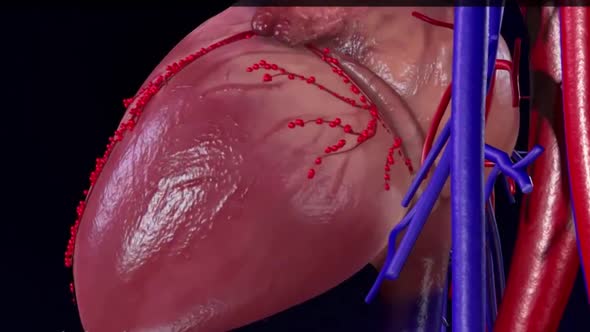 The circumflex artery supplies the left atrium,