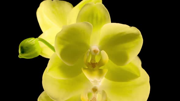 Blooming Yellow Orchid Phalaenopsis Flower