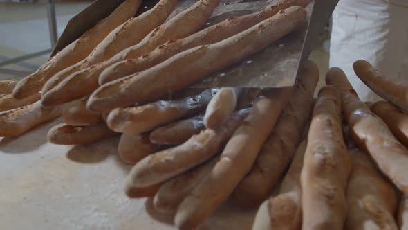 Cart with Fresh Baked Raisin Bread is Taken Out of the Oven Woman Baker Dressed in White