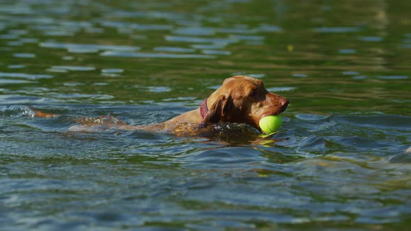 Dog swimming in a lake