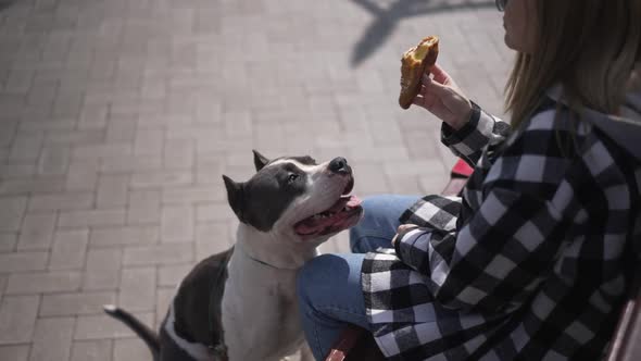 High Angle View of Curios Dog Trying to Bite Croissant in Hands of Unrecognizable Woman